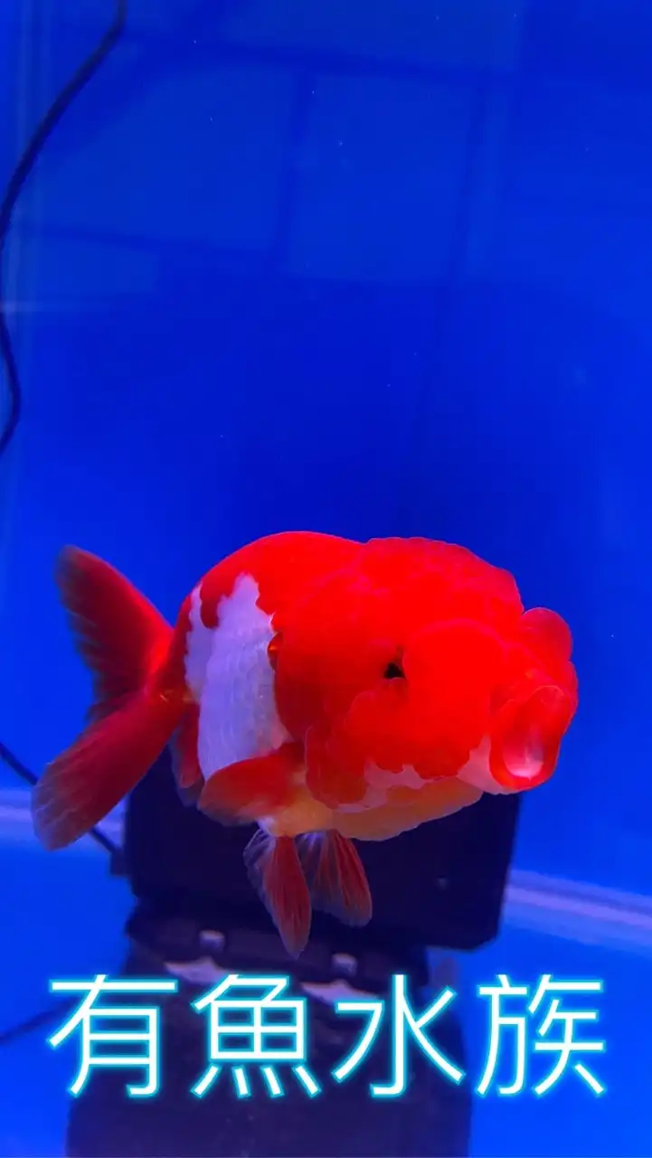有魚水族