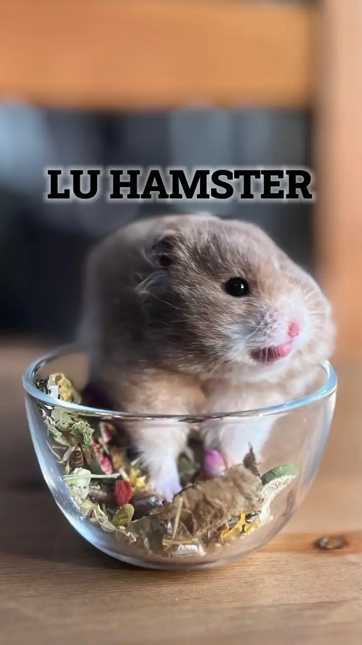 Lulu鼠🍪小小鼠宅