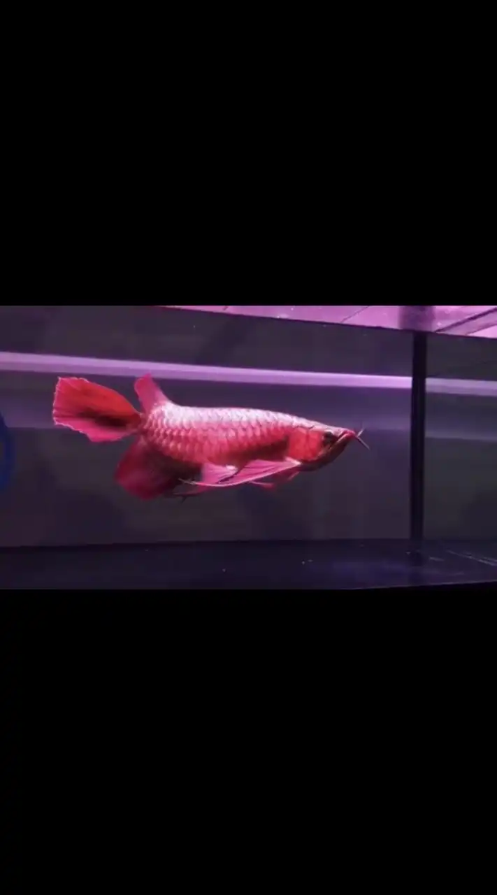 北部鴻龍精品水族交流