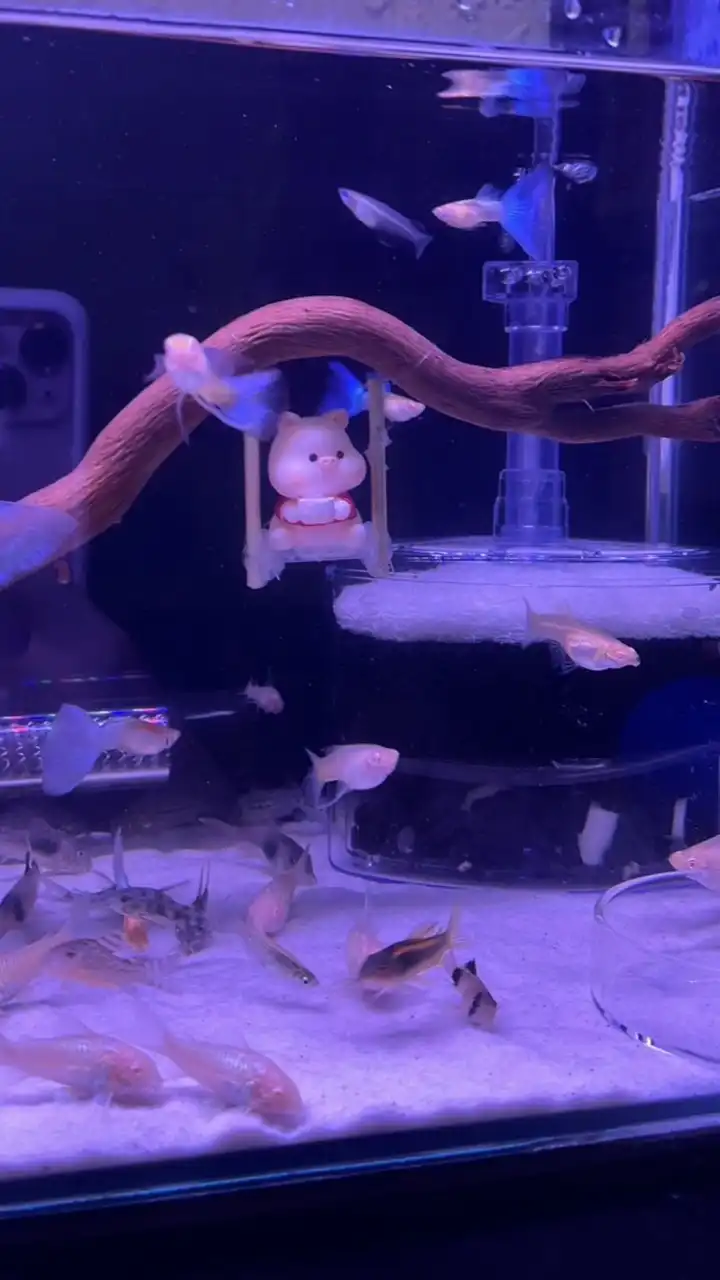 水族相關喇賽交流群🦈🐟孔雀魚鼠魚斑馬魚各類魚類）養魚問題交流