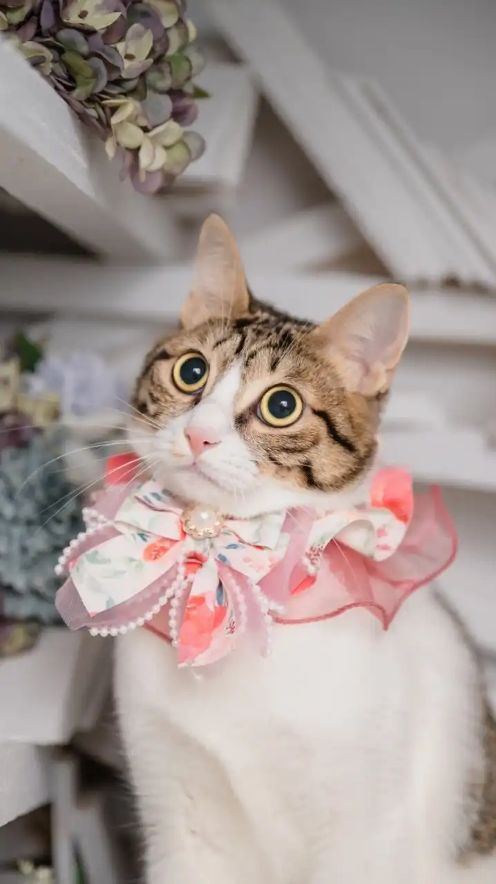 🐱曼妮淘氣小公主🐱交流群🐾