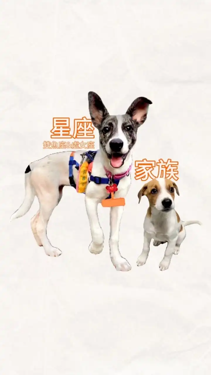 星座家族，雙魚座🧡聊天群