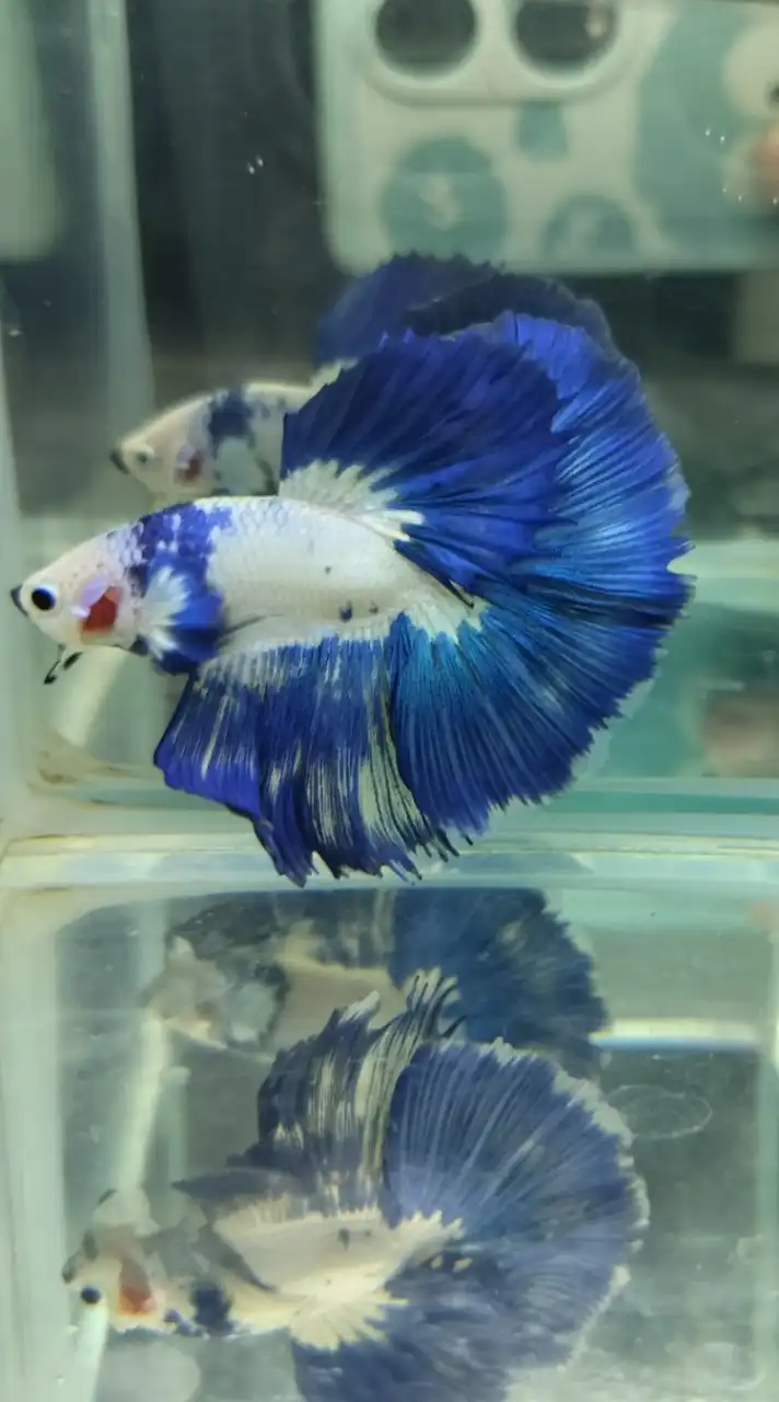 新緯水族孔雀鬥魚購魚群