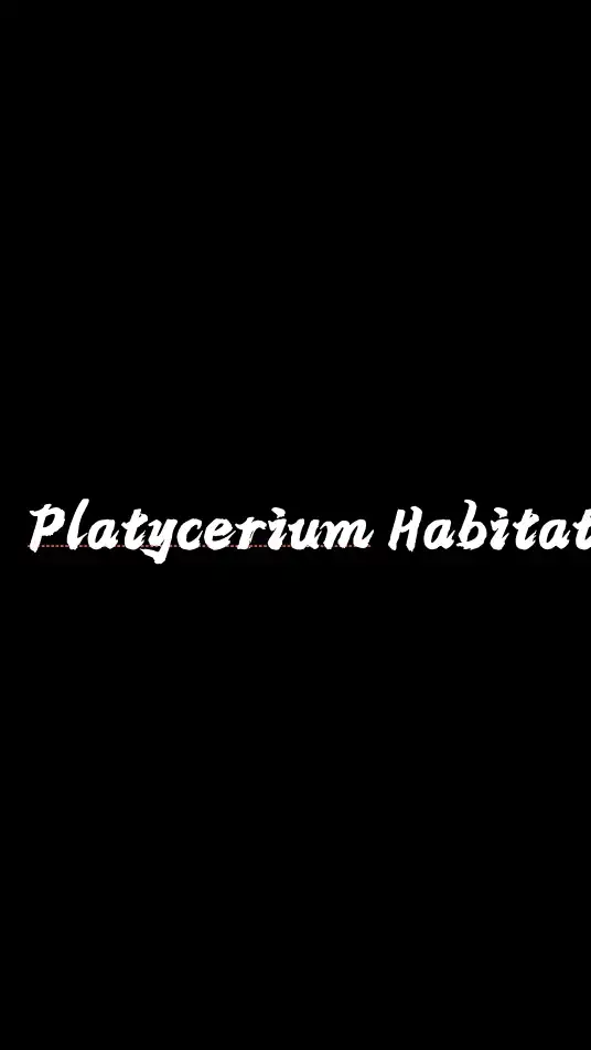【鹿角蕨棲息地】Platycerium Habitat