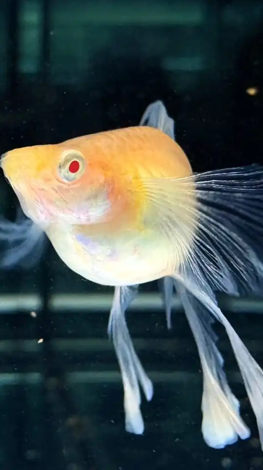 魚生有你「孔雀魚.飼養分享」