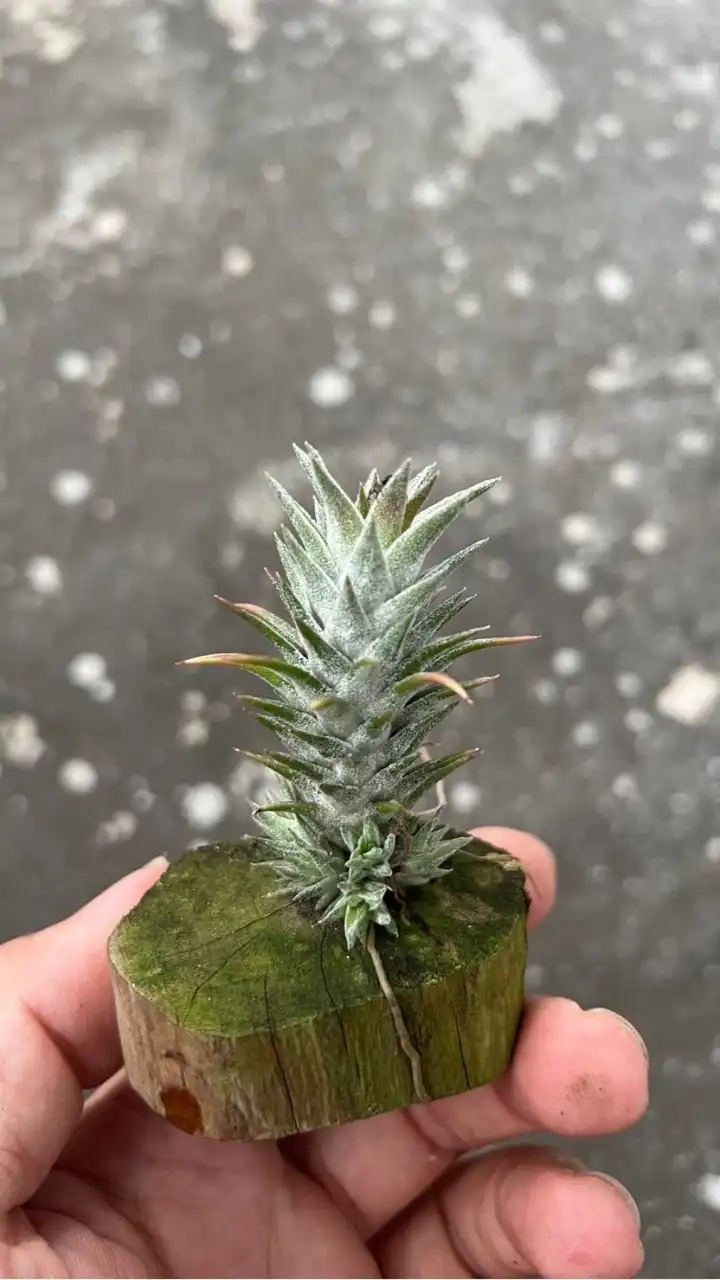 蕨處鳳生-空氣鳳梨買賣交流