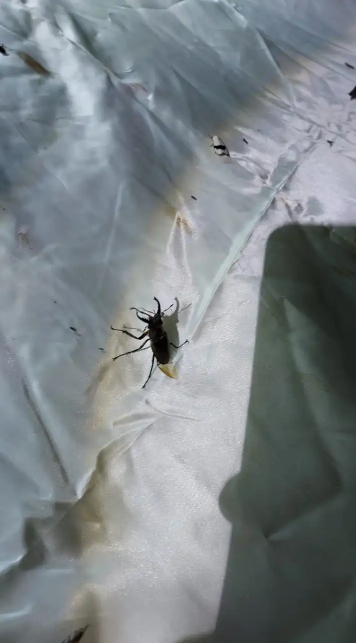 夏季採集即時分享交流