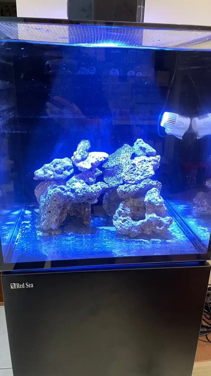 紅海缸同好交流