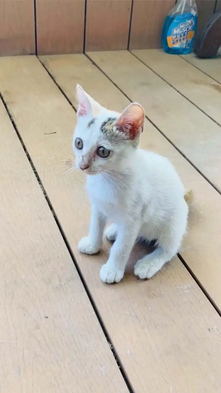 小鋼筆🖌們的不動產經紀人/地政士上岸群