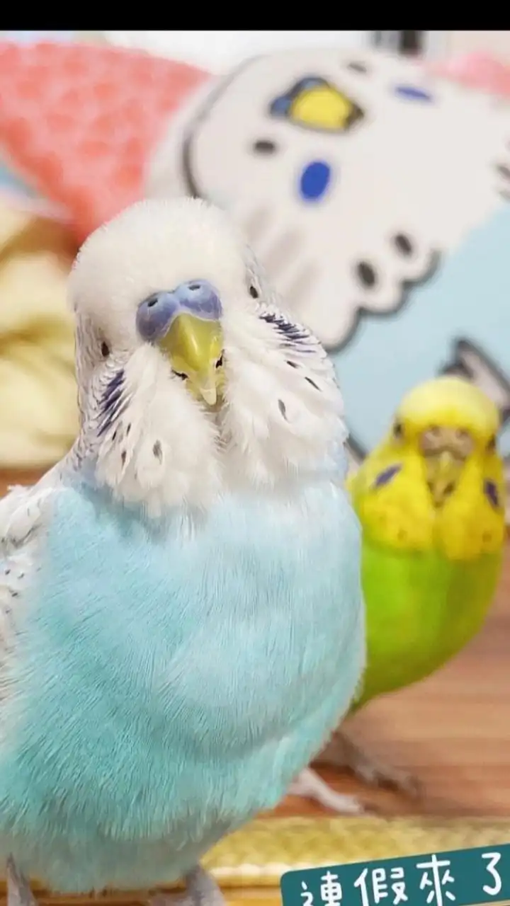 虎皮鸚鵡宇宙