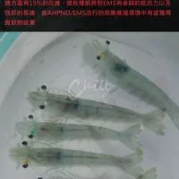海昱優質蝦苗
