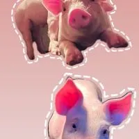 迪卡豬農交流圈🐖🐖🐖