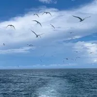 顏帥出發旅遊快來撿便宜一起去旅行小泊旅遊資訊公佈欄只貼不回旅遊下殺特惠團早鳥優惠晚鳥優惠促銷國外旅遊