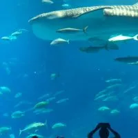 我想找到好旅伴