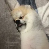 韓國🇰🇷