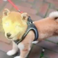 🎵【聊天】BabyDoge🚀