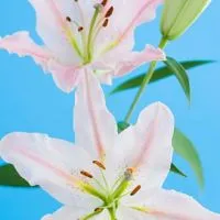 北 四年級純女性吃、喝、玩樂、知性成長+總群
