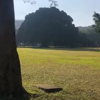 呼叫鵪鶉指揮官