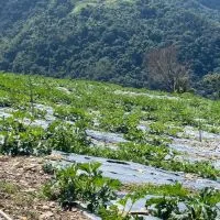 東海高山蔬菜群（學生）