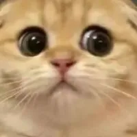 小葉の𝑹𝒂𝒅𝒊𝒐🎧💬