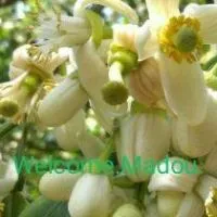 麻豆Madou.緊急連絡社群
