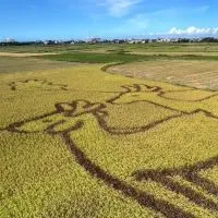 五股洲子洋芳洲漾已購戶