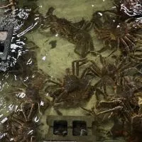 員林🥳368漁行🐠🐠海鮮批發🦐🦞🦀