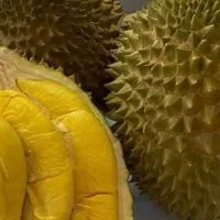 頂級榴蓮鮮果