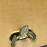 圓緣