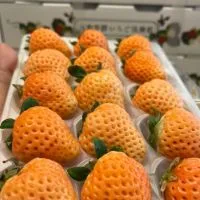 股神226春酒哥急拉之友會