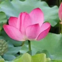 南無阿彌陀佛/素食/宗教/善知識/助念/正能量/早安/健康/勵志/佛曲