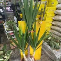精彩植物世界美學