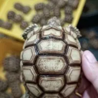 各類寵物交流