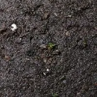 TAIWAN 稀有.高價蕨類孢子育成中心
