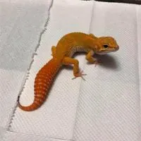 Gecko Chu