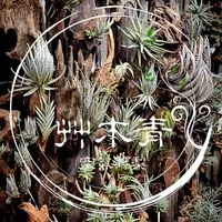 🌱艸木青・空氣鳳梨 Grass Wood Tillandsia 🌿