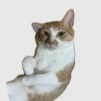 一些酷東西ฅ^•ﻌ•^ฅ