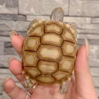 帆触兩棲爬蟲
