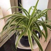 普善藥局健康管理諮詢