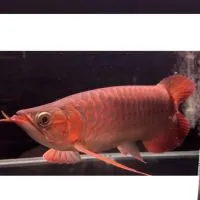 龍姐大魚池