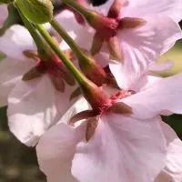 亞當老師酮享健康