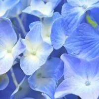 胰妥讚～善纖達～瑞倍適～一起來團購拿低價