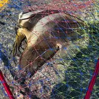 釣魚實習生