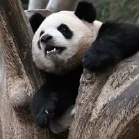 愛寶樂園代購狂歡團