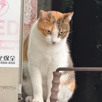 中女校貓小花