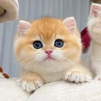 品種貓 英短 緬因 曼赤肯 美短 便宜貓