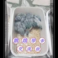 🌟鸚鵡學👅交流社🌟