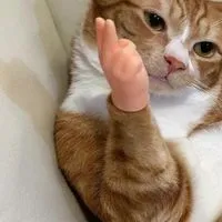 瘋狗聯盟瘋狂嘴砲