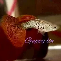 Guppy Lin 專業孔雀魚討論群