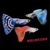 暖暖孔雀魚兒農場
